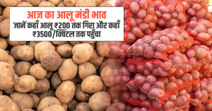 Potato rate today: आज का आलू मंडी भाव 18 सितम्बर, 2025: जानें कहाँ आलू ₹200 तक गिरा और कहाँ ₹3500/क्विंटल तक पहुँचा