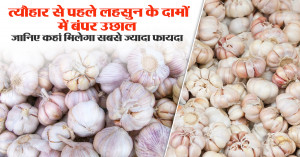 Garlic Prices Surge Ahead of Festive Season – Where Farmers Can Earn the Most