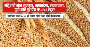 Wheat Mandi Prices Today (20 September, 2025): Gujarat, MP, Rajasthan, UP & Nationwide LIVE Rates