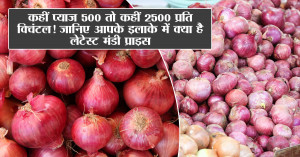 Onion rate today: कहीं प्याज ₹500 तो कहीं ₹2500 प्रति क्विंटल! जानिए आपके इलाके में क्या है लेटेस्ट मंडी प्राइस
