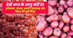 Potato price today: 22 सितम्बर 2025 आलू मंडी रेट – हरियाणा, पंजाब, एमपी, महाराष्ट्र और बिहार की पूरी लिस्ट