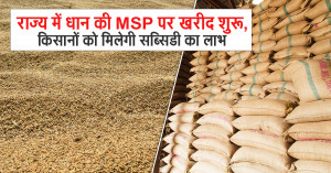 Haryana Begins MSP-Based Paddy Procurement Early, Farmers to Benefit from Subsidy