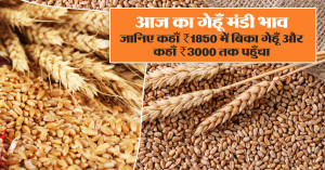 Wheat rate today: आज का गेहूँ मंडी भाव - जानिए कहाँ ₹1850 में बिका गेहूँ और कहाँ ₹3000 तक पहुँचा