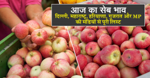Apple rate today: आज का सेब भाव (23 सितम्बर, 2025) – दिल्ली, महाराष्ट्र, हरियाणा, गुजरात और MP की मंडियों से पूरी लिस्ट