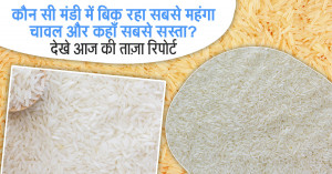 Today Rice Prices: Highest in Gadrpur (₹5,300) and Lowest in Vilthara Road/Yusufpur (₹2,000–₹2,450) – 24 September 2025