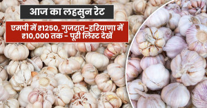 Garlic Price Today – ₹1,250 in Madhya Pradesh, Up to ₹10,000 in Gujarat & Haryana - Full Market List