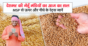 Wheat Market Update Across India: Rates Above and Below MSP