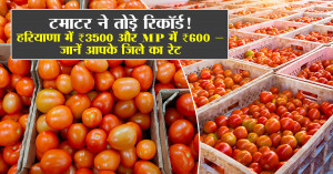 Tamatar rate today: टमाटर ने तोड़े रिकॉर्ड! हरियाणा में ₹3500 और MP में ₹600 — जानें आपके जिले का रेट