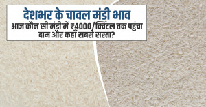 Rice price today: देशभर के चावल मंडी भाव: आज कौन सी मंडी में ₹4000/क्विंटल तक पहुंचा दाम और कहाँ सबसे सस्ता?