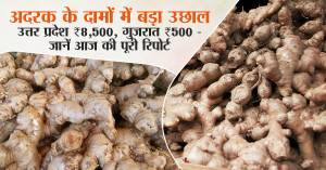 Ginger rate today: अदरक के दामों में बड़ा उछाल: उत्तर प्रदेश ₹8,500, गुजरात ₹500 -  जानें आज की पूरी रिपोर्ट