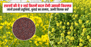 Two New High-Yield and Healthier Mustard Varieties Released