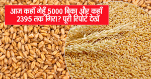 Where Did Wheat Sell for ₹5,000 and Where Did It Fall to ₹2,395? | Market Report – 30 September 2025