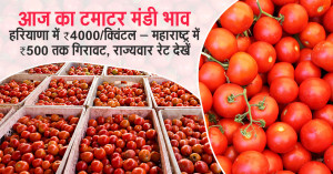 Tomato Mandi Rate Today: Rates Touch ₹4,000/quintal in Haryana, Drop by ₹500 in Maharashtra — Check State-wise Market Prices