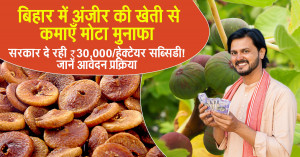 Earn Big Profits from Fig Cultivation in Bihar - Government Offers ₹30,000/Ha Subsidy, Learn the Application Process