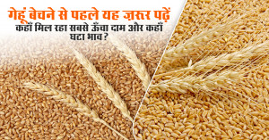 Wheat rate today: गेहूं बेचने से पहले यह ज़रूर पढ़ें - कहाँ मिल रहा सबसे ऊँचा दाम और कहाँ घटा भाव?