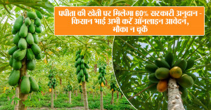 Get 60% Government Subsidy for Papaya Cultivation — Apply Online Now!