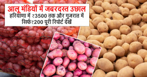 Potato Prices Soar in Haryana, Drop Sharply in Gujarat – Full Mandi Report