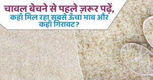 Rice price: चावल बेचने से पहले ज़रूर पढ़ें, कहाँ मिल रहा सबसे ऊँचा भाव और कहाँ गिरावट?