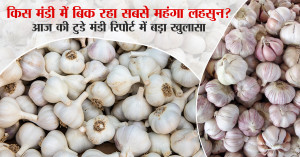 Garlic price: किस मंडी में बिक रहा सबसे महंगा लहसुन? आज की टुडे मंडी रिपोर्ट में बड़ा खुलासा