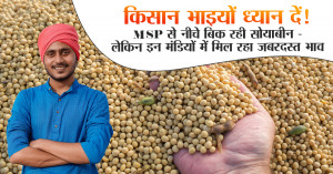 soyabean rate: किसान भाइयों ध्यान दें! MSP से नीचे बिक रही सोयाबीन - लेकिन इन मंडियों में मिल रहा जबरदस्त भाव”