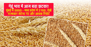 Wheat rate: गेहूं भाव में आज बड़ा झटका! मुंबई में ₹5800 - मध्य प्रदेश में ₹2100, देखें राज्यवार लेटेस्ट रेट और आवक रिपोर्ट