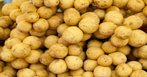 Potato Market Prices Today: Delhi, Bihar, MP, Maharashtra & Rajasthan – 09 Oct 2025