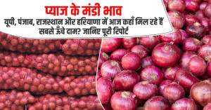 Onion Market Prices: Where Are the Highest Rates Today in UP, Punjab, Rajasthan, and Haryana? - Full Report