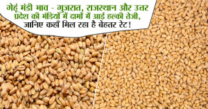 Wheat Prices - Gujarat, Rajasthan, and Uttar Pradesh: Minor Rise Observed, Know Where to Get Better Rates!
