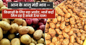 Potato Prices Today: त्योहार से पहले आलू के भाव चढ़े – कहीं ₹600 तो कहीं ₹3500/क्विंटल तक पहुँचे दाम! देखें पूरी मंडी रिपोर्ट