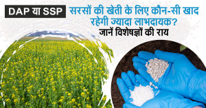 Mustard farming: DAP या SSP: सरसों की खेती के लिए कौन-सी खाद रहेगी ज्यादा लाभदायक? जानें विशेषज्ञों की राय
