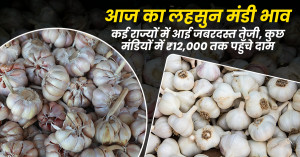 Garlic rate: लहसुन मंडी भाव 2025: कई राज्यों में आई जबरदस्त तेजी, कुछ मंडियों में ₹12,000 तक पहुँचे दाम
