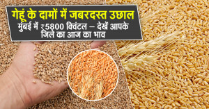 Wheat rate 14 October, 2025: गेहूं के दामों में जबरदस्त उछाल! मुंबई में ₹5800 क्विंटल – देखें आपके जिले का आज का भाव