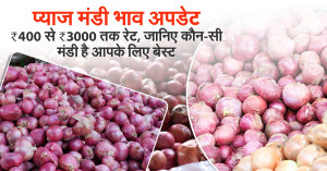 Onion rate 14 October, 2025: प्याज मंडी भाव अपडेट: ₹400 से ₹3000 तक रेट, जानिए कौन-सी मंडी है आपके लिए बेस्ट