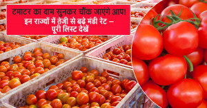 You’ll Be Surprised by Today’s Tomato Prices! Rates Rise Sharply in These States – See the Full Market List