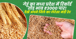 Wheat Price Today: मध्य प्रदेश में रिकॉर्ड तोड़ भाव - ₹3000 पार! देखें अपने जिले का लेटेस्ट मंडी रेट