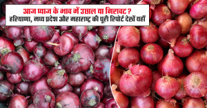 onion rate: आज प्याज के भाव में उछाल या गिरावट? हरियाणा, मध्य प्रदेश और महाराष्ट्र की पूरी रिपोर्ट देखें यहाँ