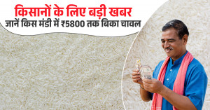 Rice Market Price Update: Big News for Farmers — Check Where Rice Sold Up to ₹5,800 per Quintal Today