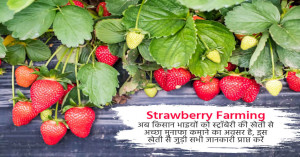 Bihar Government Launches Strawberry Development Scheme 2025-26, Farmers to Receive Grants Up to ₹3 Lakh