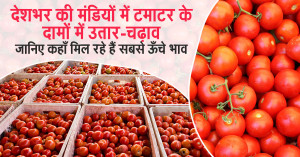 Tomato rate: देशभर की मंडियों में टमाटर के दामों में उतार-चढ़ाव, जानिए कहाँ मिल रहे हैं सबसे ऊँचे भाव
