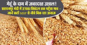 Wheat rate today: गेहूं के दाम में जबरदस्त उछाल! सहारनपुर मंडी में ₹2700/क्विंटल तक पहुँचा भाव – जानें कहाँ MSP से नीचे बिक रहा अनाज