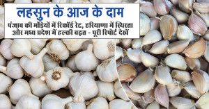 Garlic Prices Today: Record Rates in Punjab, Stability in Haryana, and Mild Rise in Madhya Pradesh — Full Report