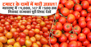 Tomato rate 24 october, 2025: टमाटर के दामों में भारी उछाल! महाराष्ट्र में ₹4,000, MP में ₹500 तक गिरावट राज्यवार पूरी लिस्ट देखें