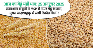 Wheat Market Update: 25 October 2025 – Prices Above MSP in Rajasthan & UP; Record Bid in Mughra Badshahpur!