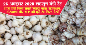 Garlic Market Rates on 26 October 2025: Which Market Offered the Highest Price Today? Full Price Report for Rajasthan, Haryana & MP