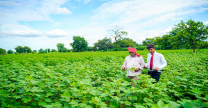 Madhya Pradesh government approves Kodo-Kutki procurement and support schemes for soybean and silk farmers