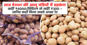 Potato Market Prices Across India Today (29 October, 2025): Huge Fluctuations - ₹4,000/Quintal in Some Markets, ₹300 in Others!