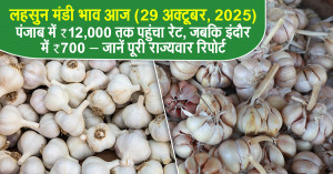 Garlic Mandi Bhav Today (29 October, 2025): Prices Soar to ₹12,000 in Punjab, Fall to ₹700 in Indore – Full State-wise Report