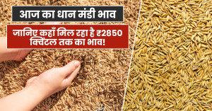 Paddy (Rice) Mandi Bhav Today – 30 October 2025: Prices Touch ₹2850 per Quintal in Some Markets!