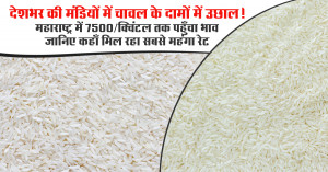Rice Prices Surge Across India! Rates Touch ₹7,500/Quintal in Maharashtra - Check Which Markets Are Offering the Highest Prices