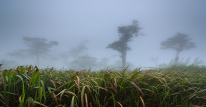 Cyclone Montha: Heavy Rain Alert in Bihar and UP, Check Weather Updates for Your City